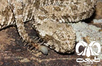 گونه افعی شاخدار دم عنکبوتی Spider-tailed Horned Viper 